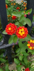 Lantana camara