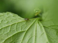 Liocoris tripustulatus
