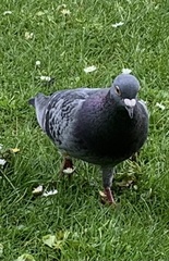 Columba livia domestica