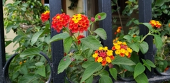 Lantana camara