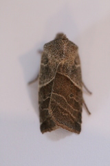 Eupsilia devia