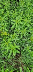 Chamaenerion angustifolium
