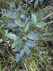 Cassipourea gummiflua