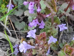 Glechoma hederacea