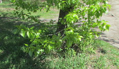 Populus balsamifera