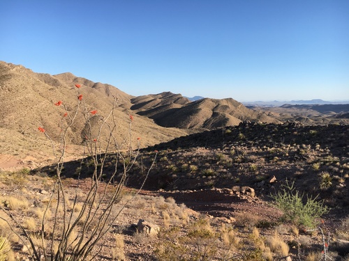 ocotillo