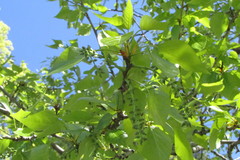 Populus balsamifera