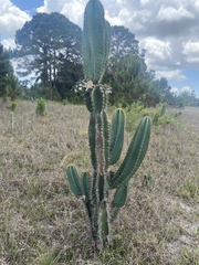 Cereus hexagonus