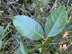 Cassipourea gummiflua