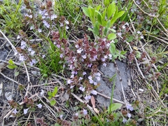 Glechoma hederacea