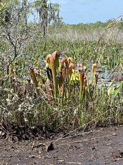 Sarracenia minor var. okefenokeensis image