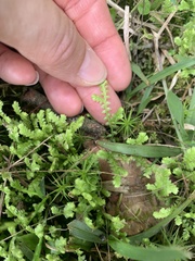 Selaginella apoda