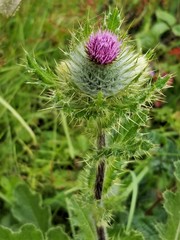 Cirsium occidentale