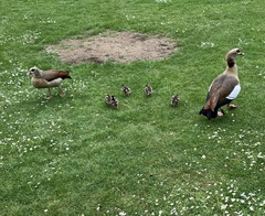 Alopochen aegyptiaca