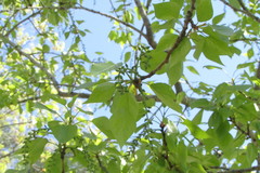 Populus balsamifera