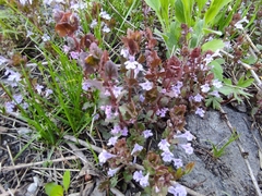 Glechoma hederacea