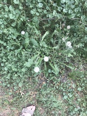 Tragopogon dubius