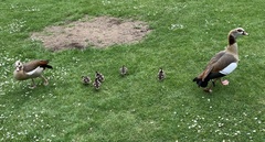 Alopochen aegyptiaca