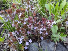 Glechoma hederacea