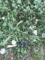 Tragopogon dubius