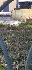 Turdus chiguanco