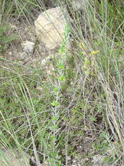 Thymelaea