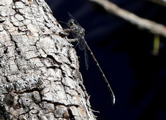 Ecchlorolestes peringueyi