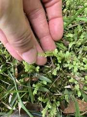 Selaginella apoda