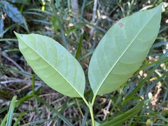 Cassipourea gummiflua