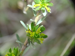Thymelaea
