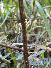 Cassipourea gummiflua