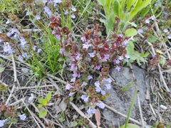Glechoma hederacea