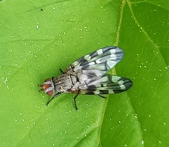 Otites centralis