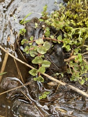 Chrysosplenium americanum