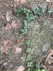 Tetrastigma obtectum glabrum