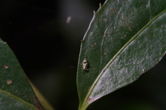 Stenopsocidae