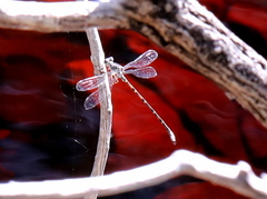 Ecchlorolestes peringueyi