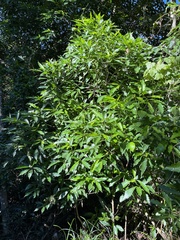 Tarenna pavettoides