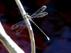 Ecchlorolestes peringueyi