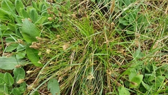 Carex umbrosa