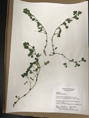 Medicago lupulina