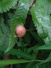 Aegista