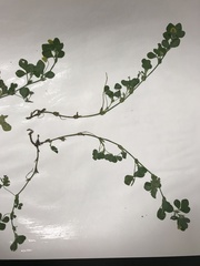 Medicago lupulina