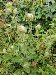 Cirsium occidentale