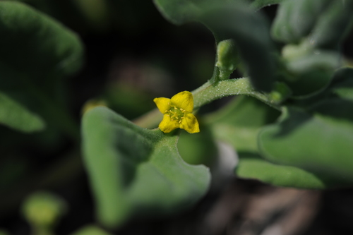 Tetragonia tetragonoides
