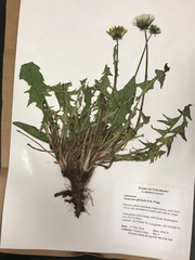 Taraxacum officinale