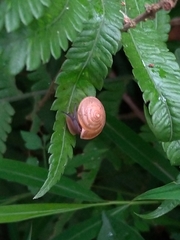 Aegista