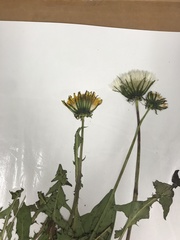 Taraxacum officinale