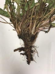 Taraxacum officinale