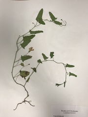 Convolvulus arvensis